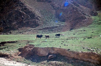 Yaks where we are about to camp 